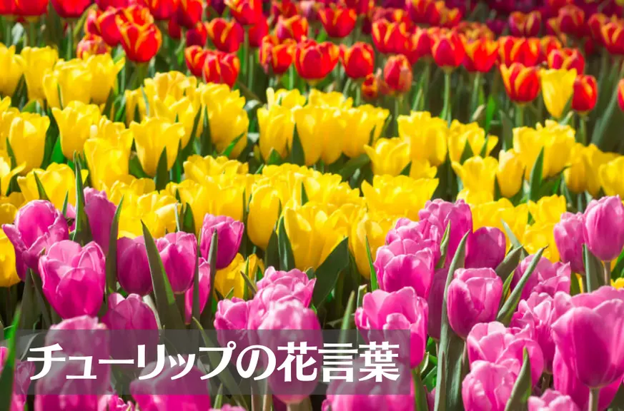チューリップの花言葉は怖い？意味や由来、色(赤・ピンク・黄・白・紫)や種類、英語名、本数別などご紹介！