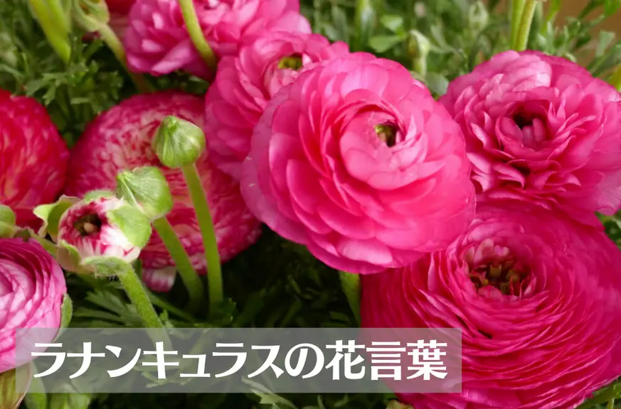 ラナンキュラスの花言葉は怖い？意味や由来、色別(赤・紫・白・ピンク…)、英語名の花言葉もご紹介！