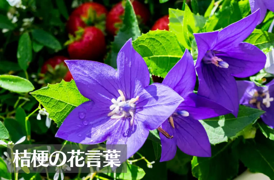 桔梗(キキョウ)の花言葉は怖い？意味や由来、色別(紫・青・白・ピンク)、英語名の花言葉もご紹介！
