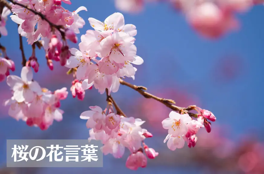 桜の花言葉は怖い？意味や由来、色(紫・白)、種類別、英語名などもご紹介！