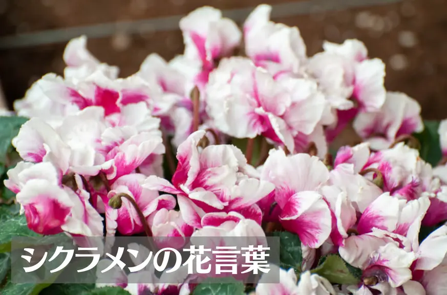 シクラメンの花言葉は怖い？意味や由来、色別(赤・白・ピンク)、英語名の花言葉もご紹介！