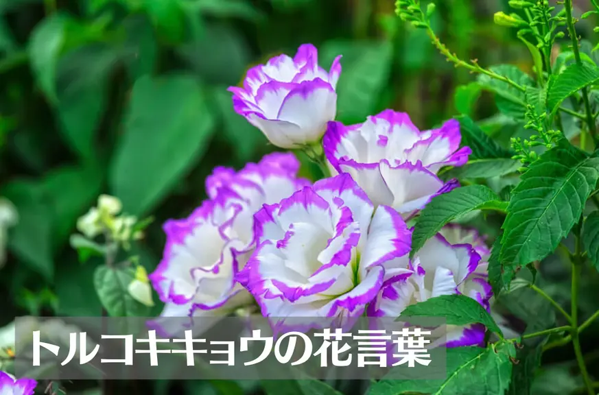 トルコキキョウの花言葉は怖い？意味や由来、色別(紫・青・白・緑・ピンク・黄)、英語名の花言葉もご紹介！