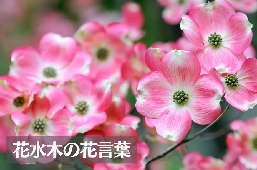 ハナミズキ(花水木)の花言葉は怖い？意味や由来、種類、英語名の花言葉などをご紹介！