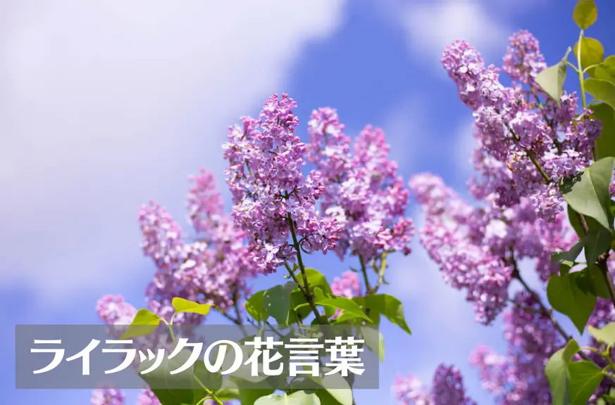 ライラック(リラ)の花言葉は怖い？意味や由来、色別(紫・白)、英語名の花言葉もご紹介！