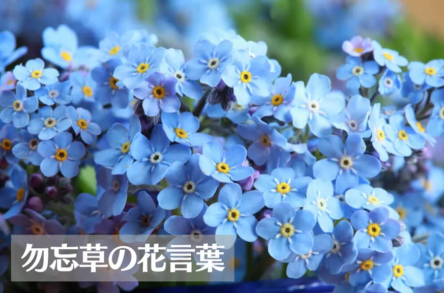 勿忘草(ワスレナグサ)の花言葉は怖い？意味や由来、色別(青・紫・白・ピンク)、英語名の花言葉もご紹介！
