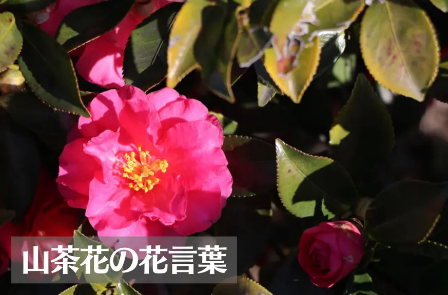 山茶花(サザンカ)の花言葉は怖い？意味や由来、色別(赤・白・ピンク)、英語名の花言葉もご紹介！