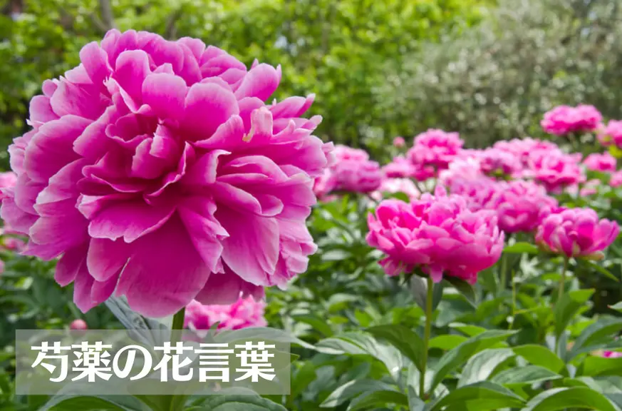 芍薬(シャクヤク)の花言葉は怖い？意味や由来、色別(ピンク・赤・紫・白)、英語名の花言葉もご紹介！