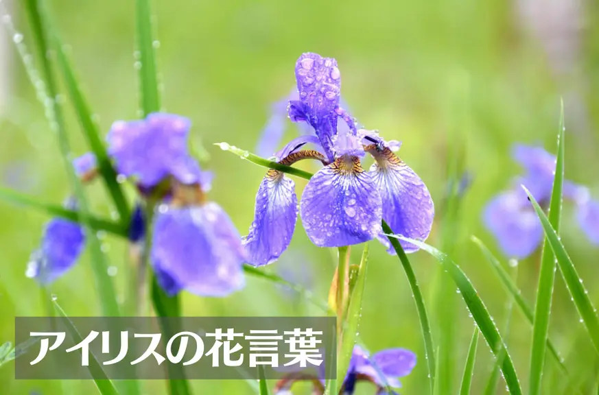 アイリスの花言葉は怖い？意味や由来、色(白・青・紫)、種類別、英語名の花言葉もご紹介！