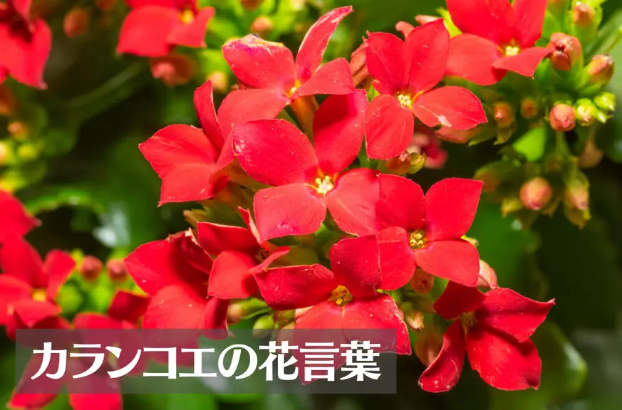 カランコエの花言葉は怖い？意味や由来、種類、英語名の花言葉もご紹介！