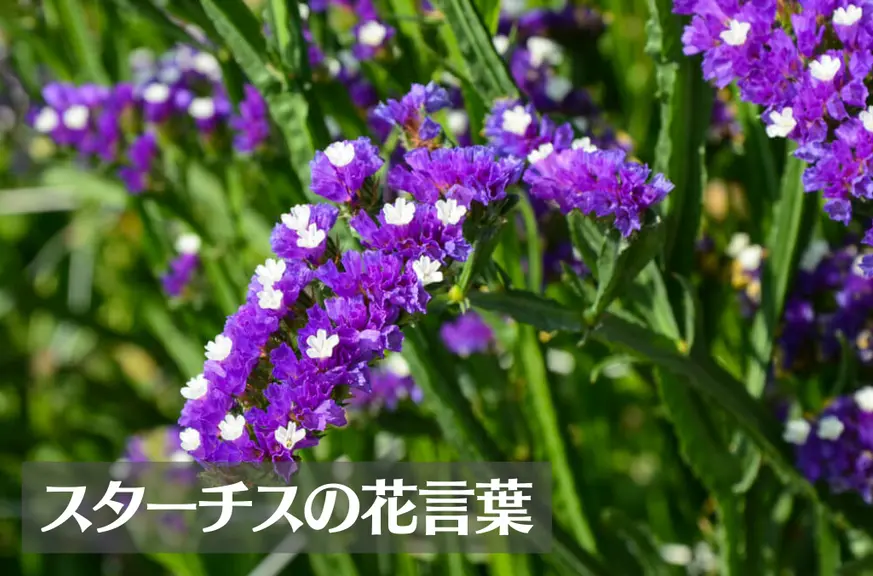スターチスの花言葉は怖い？意味や由来、色別(紫・ピンク・黄)、英語名の花言葉もご紹介！