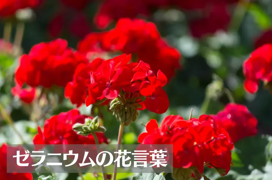 ゼラニウムの花言葉は怖い？意味や由来、色別(赤・白・黄・ピンク・深紅)、英語名の花言葉もご紹介！