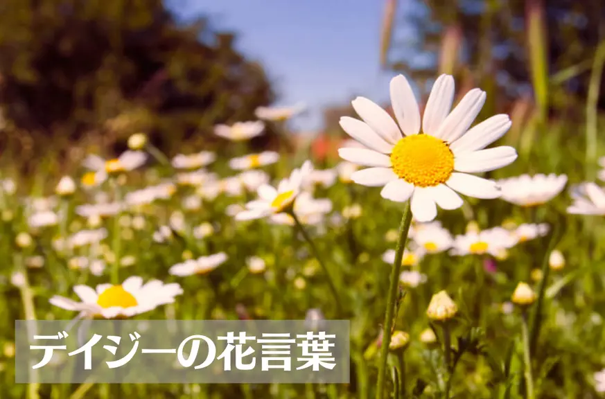 デイジー(雛菊)の花言葉は怖い？意味や由来、色別(白・黄・青など)、英語名の花言葉もご紹介！