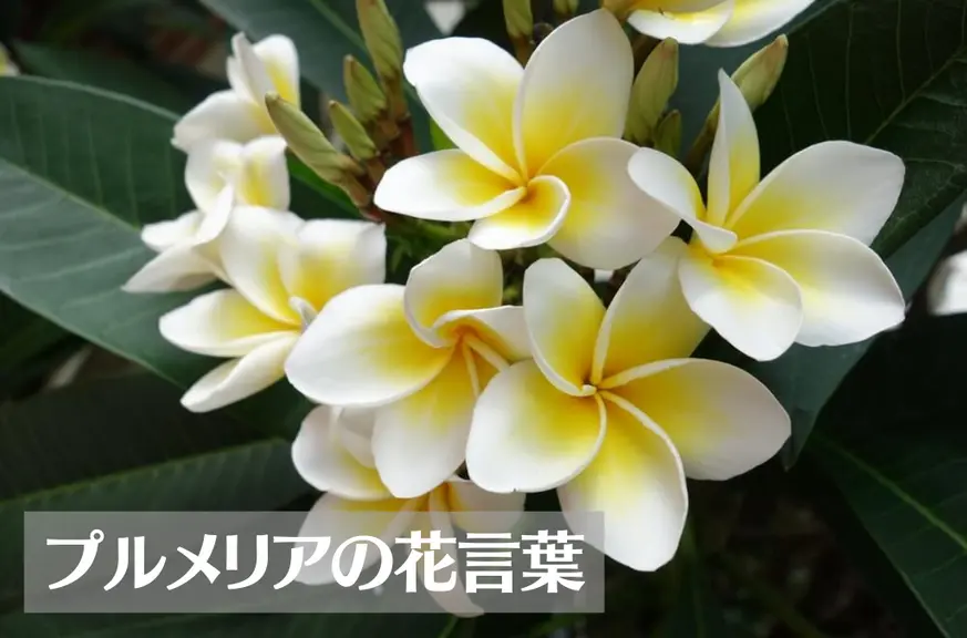 プルメリアの花言葉は怖い？意味や由来、種類、英語名の花言葉もご紹介！【ハワイの花】