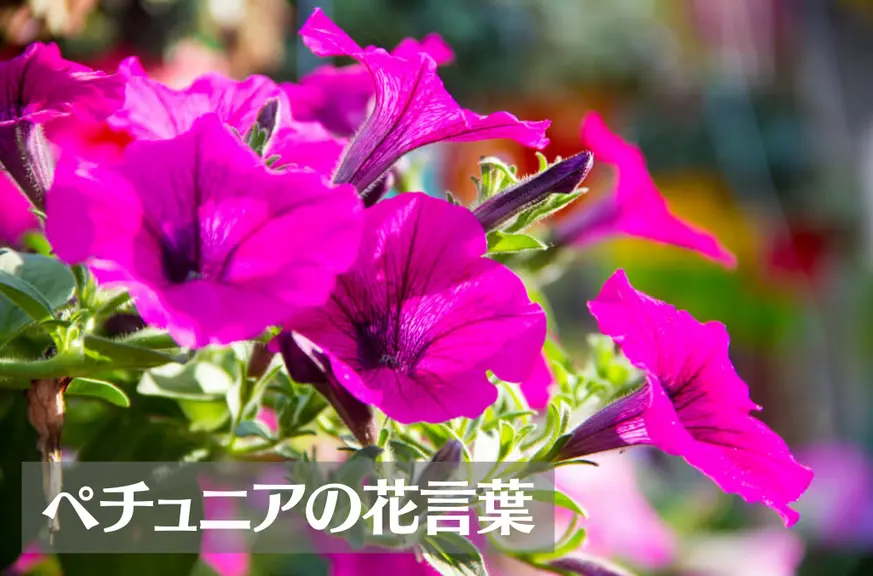 ペチュニアの花言葉は怖い？意味や由来、色別(ピンク・白・紫・赤・黒)、英語名の花言葉もご紹介！