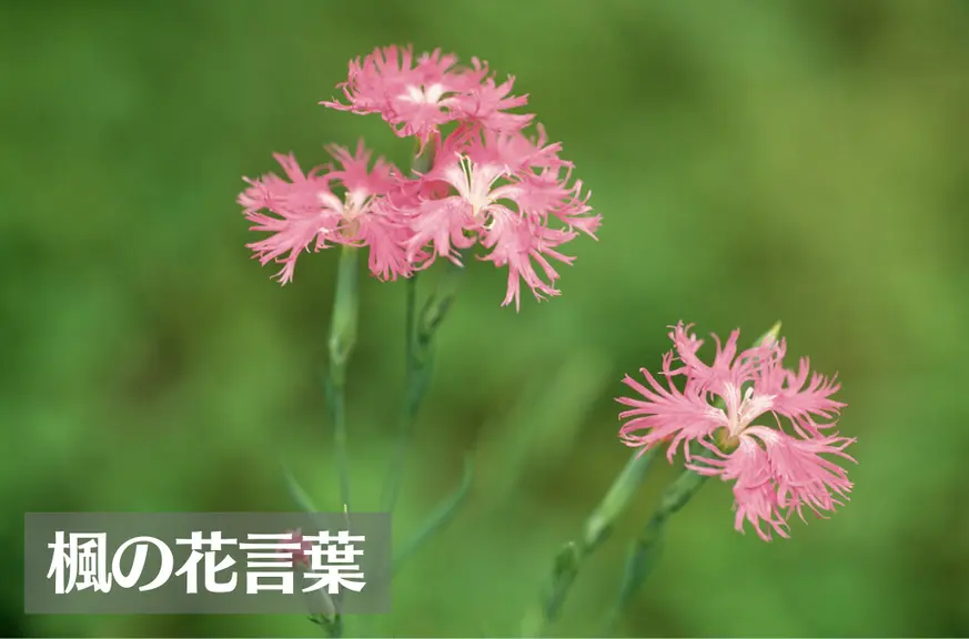 撫子(ナデシコ)の花言葉は怖い？意味や由来、色別(赤・ピンク・白)、英語名の花言葉もご紹介！