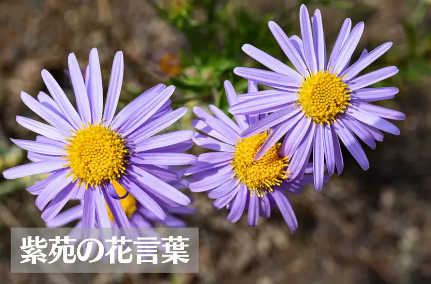 紫苑(シオン)の花言葉は怖い？意味や由来、色別(紫・白)、英語名の花言葉もご紹介！