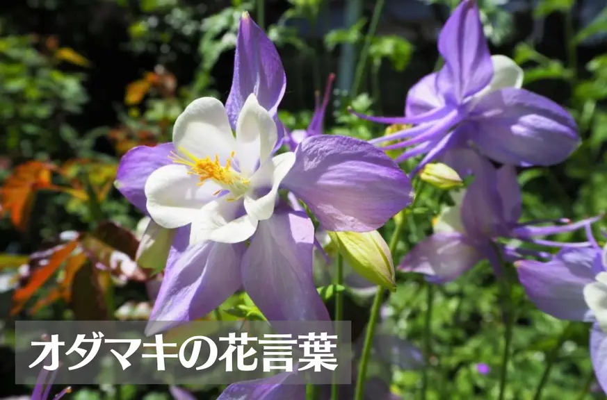オダマキの花言葉は怖い？意味や由来、色別(紫・赤・白)、英語名の花言葉もご紹介！