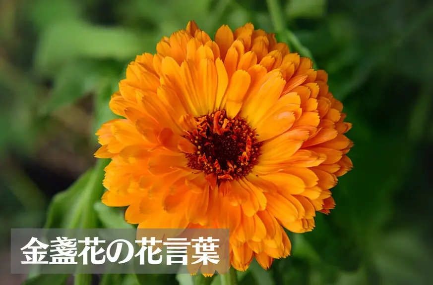 キンセンカ(金盞花)の花言葉は怖い？意味や由来、種類、英語名の花言葉もご紹介！