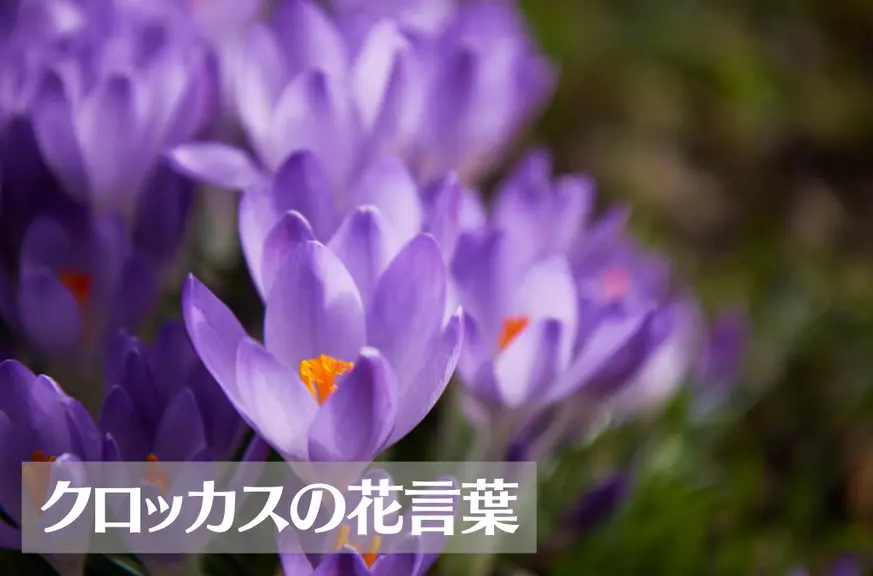 クロッカスの花言葉は怖い？意味や由来、色(紫・黄)、種類別、英語名の花言葉もご紹介！
