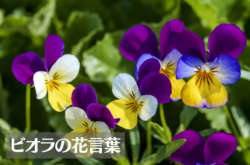 ビオラの花言葉は怖い？意味や由来、色別(白・黄・紫など)、英語名の花言葉もご紹介！