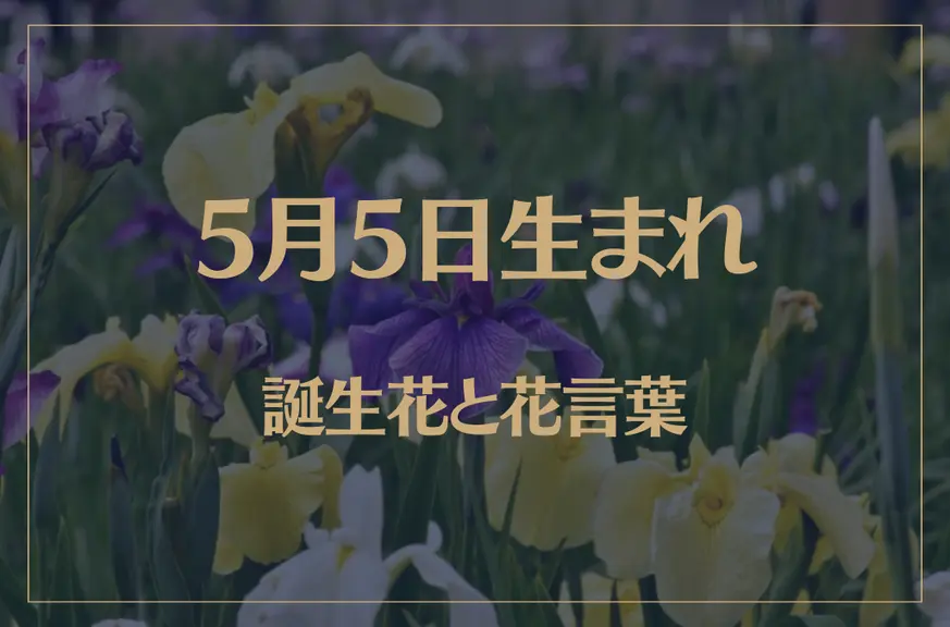 5月5日の誕生花と花言葉がコレ！性格や恋愛・仕事などの誕生日占いもご紹介！