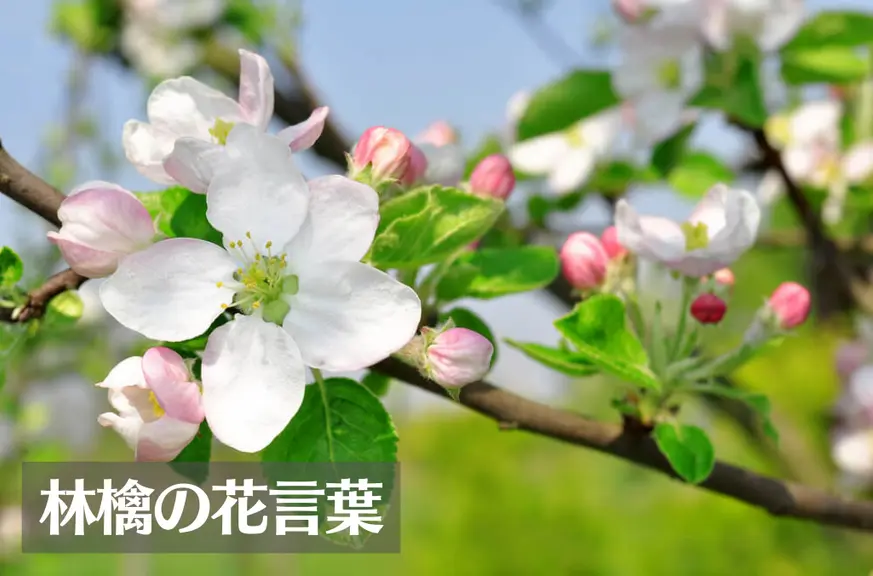 りんご(林檎)の花言葉は怖い？意味や由来、種類、英語名の花言葉もご紹介！