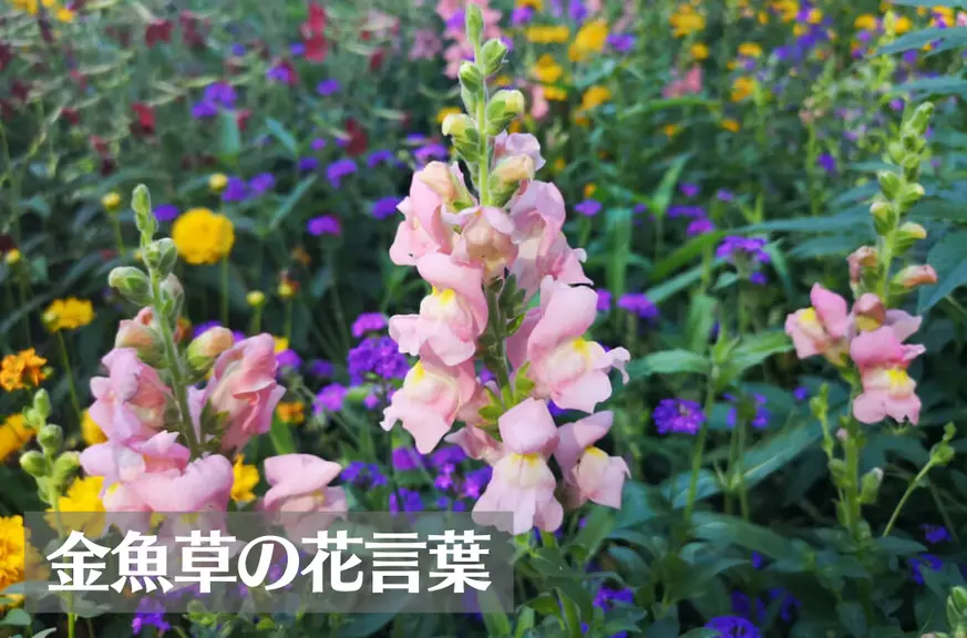 キンギョソウ(金魚草)の花言葉は怖い？意味や由来、種類、英語名の花言葉もご紹介！