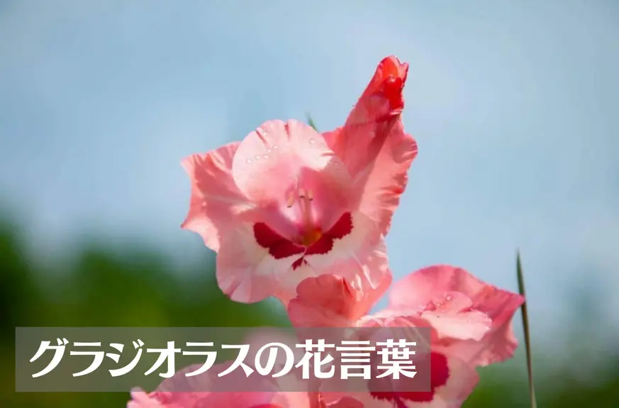 グラジオラスの花言葉は怖い？意味や由来、色別(赤・ピンク・紫)、英語名の花言葉もご紹介！