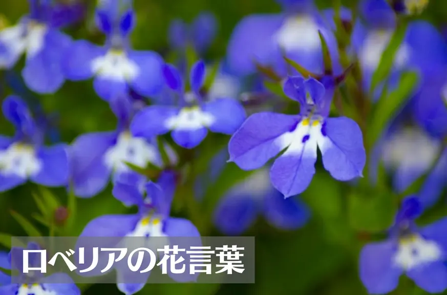 ロベリアの花言葉は怖い？意味や由来、色(青・白)・品種別・英語名の花言葉もご紹介！