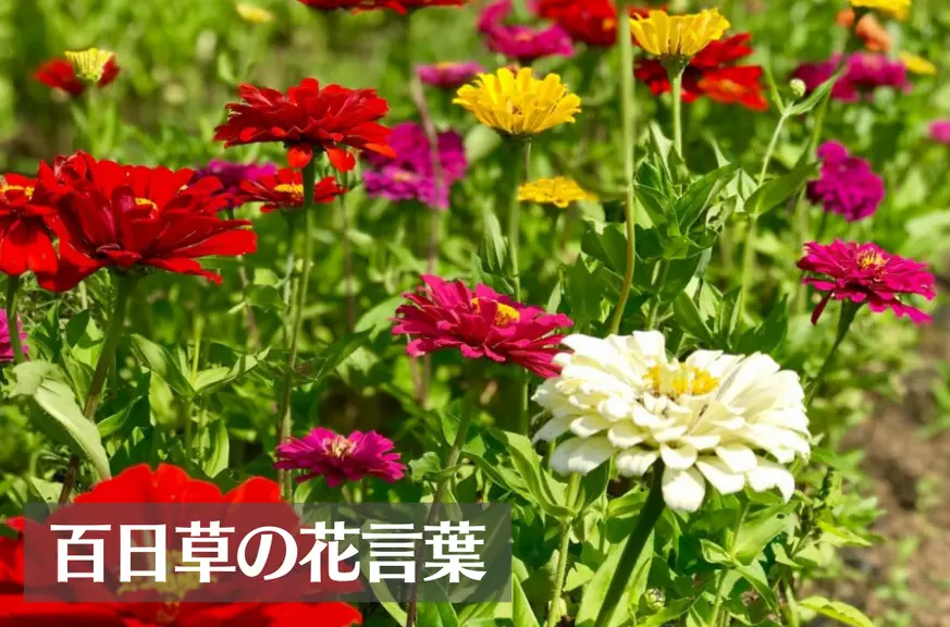 ジニア(百日草)の花言葉は怖い？意味や由来、種類、英語名の花言葉もご紹介！