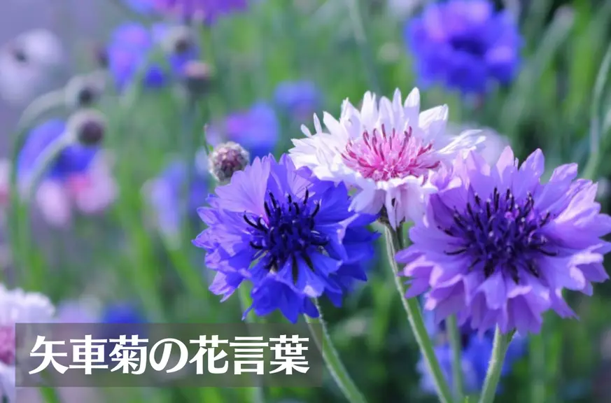 ヤグルマギク(矢車菊)の花言葉は怖い？意味や由来、種類、英語名の花言葉もご紹介！