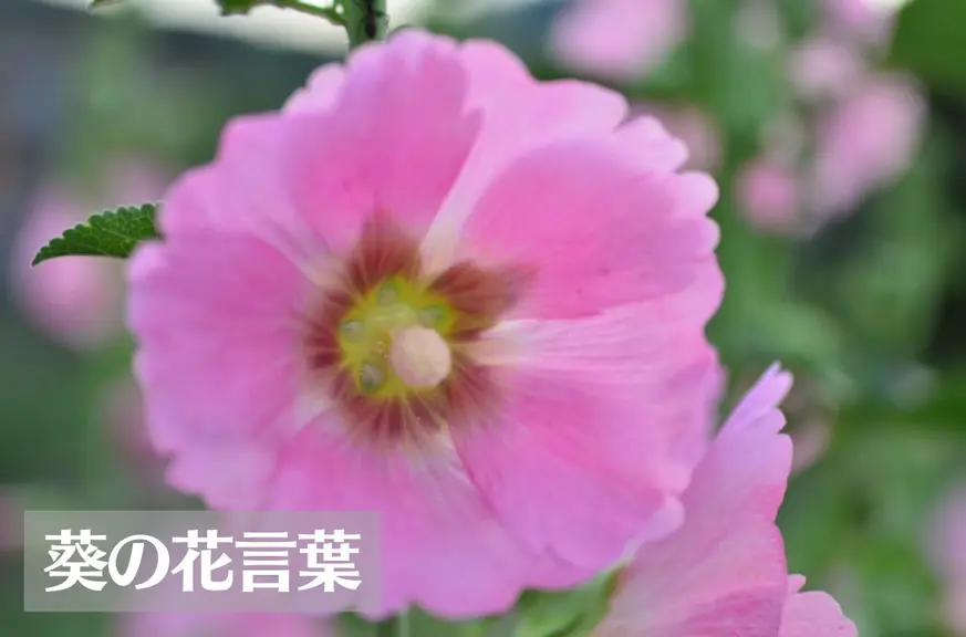 葵(タチアオイ)の花言葉は怖い？意味や由来、種類、英語名の花言葉もご紹介！