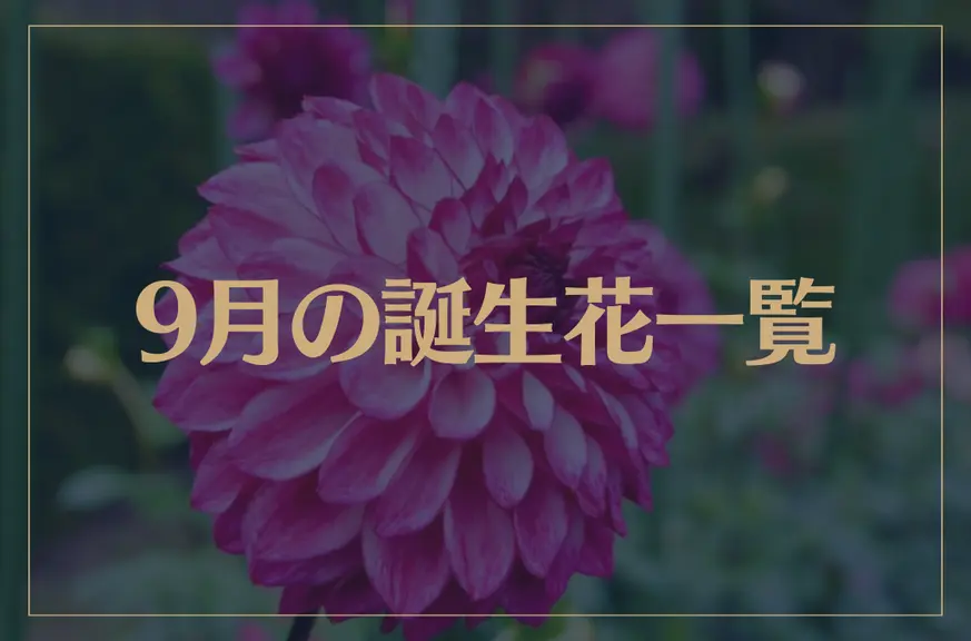 【9月の誕生花一覧】9月の誕生花・花言葉をご紹介！